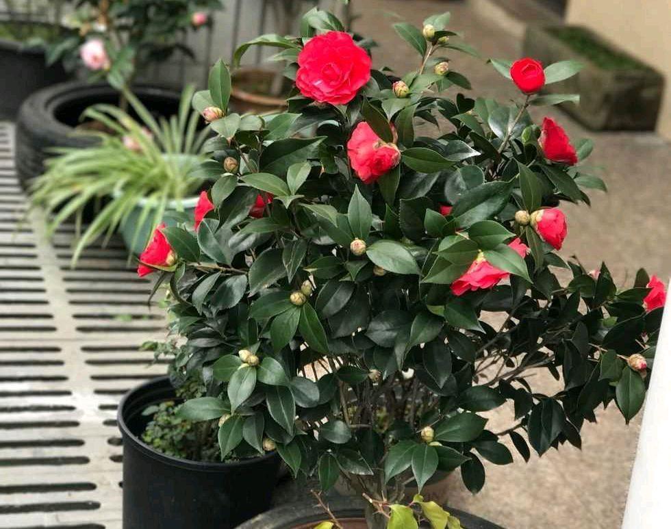 怎样才能让茶花多开花?做到3个技巧,防止花蕾掉落,花开不停