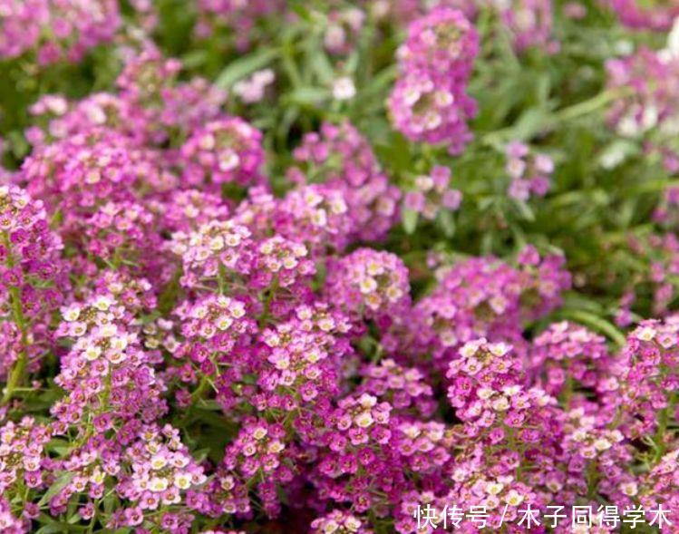 家养几款,花开繁盛花香怡人,雍容华贵,养护简单