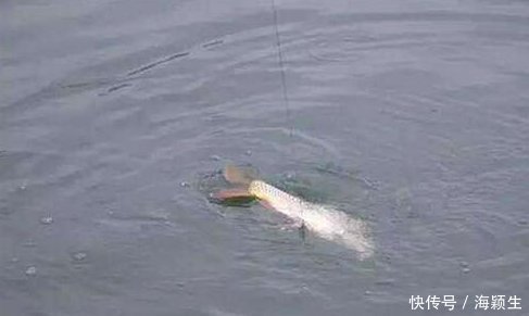 微风|钓鱼天气和钓点的选择技巧,这些时机出钓,钓一次爽一次