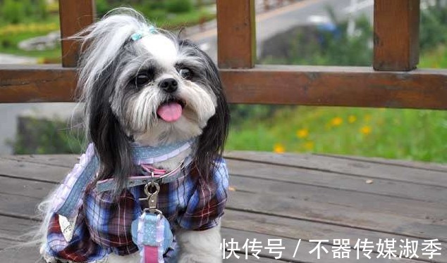 如何区分马尔济斯和西施犬 他们有什么不同 快资讯 如何区分马尔济斯和西施犬 他们有什么不同 快资讯