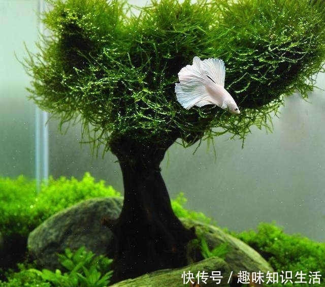 论水的重要性!盆景放苔藓该怎么浇水!