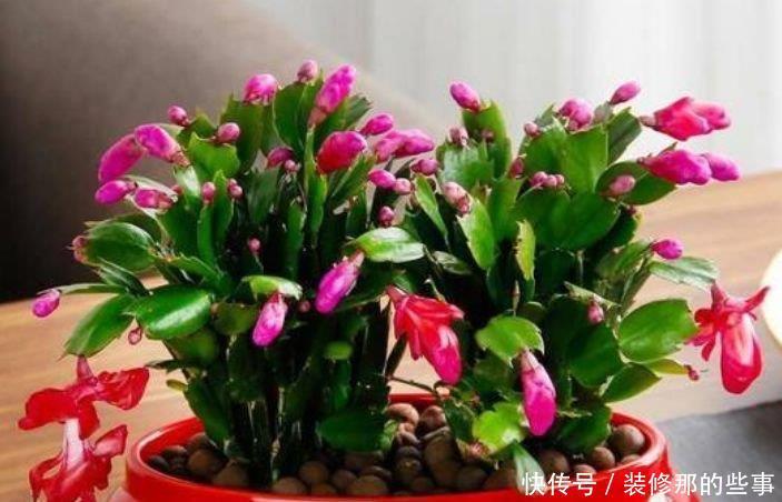 养花就养4种花,好养易活花量大,养上一盆四季欣赏,好活还不贵