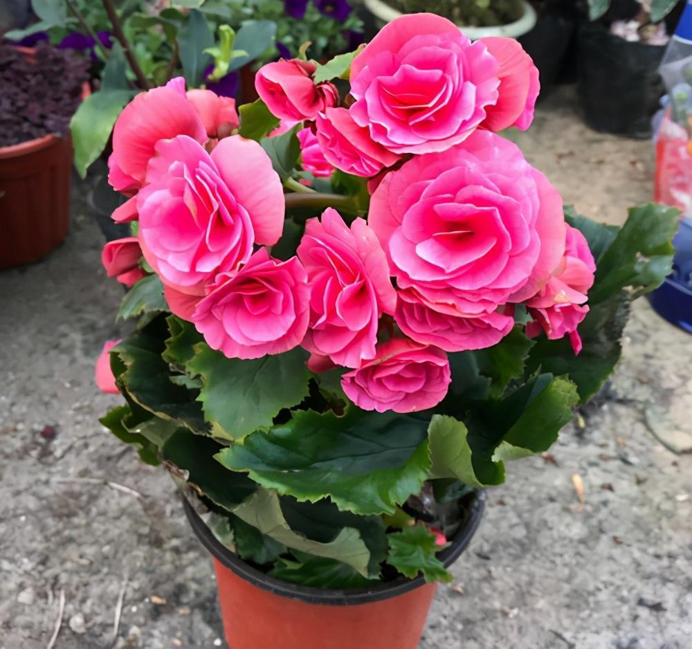 春天买花要谨慎,4种花“夏必死”,新手绕开走,别白花钱