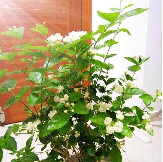 只要掌握这3点,就能让你的盆栽茉莉多开花、花更香,以后不愁没花看