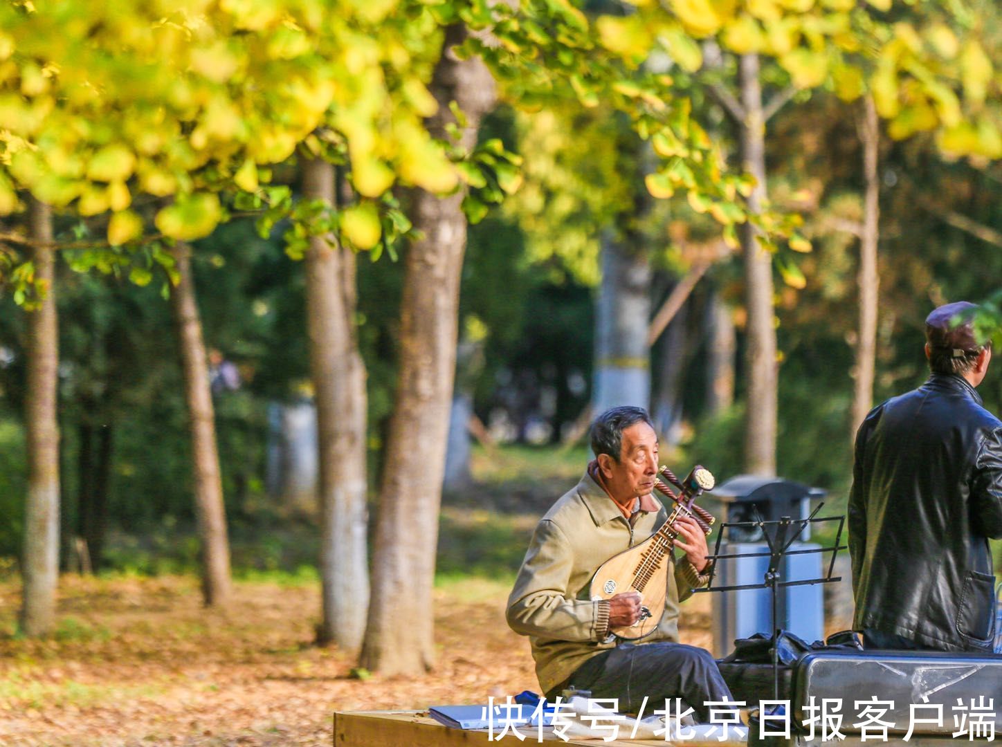 郊野|银杏林飘黄，郊野公园秋意浓