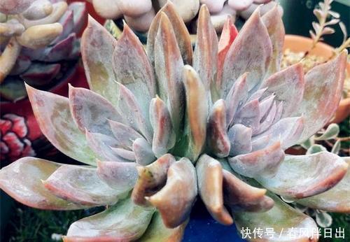 天热了,夏天养多肉植物,5种情况别浇水,很多花友都弄错了