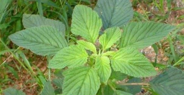 心肌缺血|农地里一种野菜，养心平肝降三高，被称为餐桌上的“胰岛素”