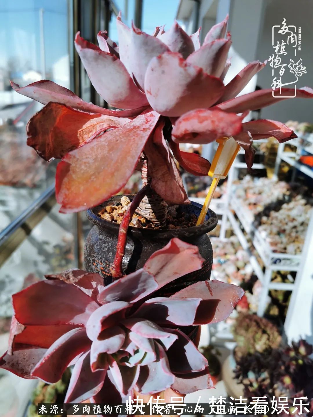 三色堇|懂得珍惜的人,才值得拥有更多美好的事物!养多肉也是如此!