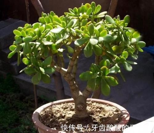 玉树嫁接长寿花，1树开3色，谁见谁喜欢