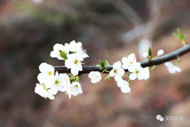 春天|安居春天最美的模样 都藏在这些花海里！