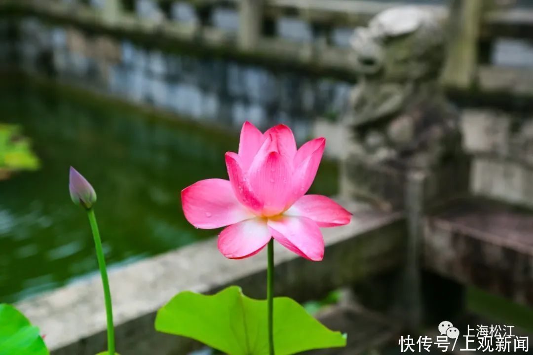 香远益清|一路花香！松江这里赏荷正当时