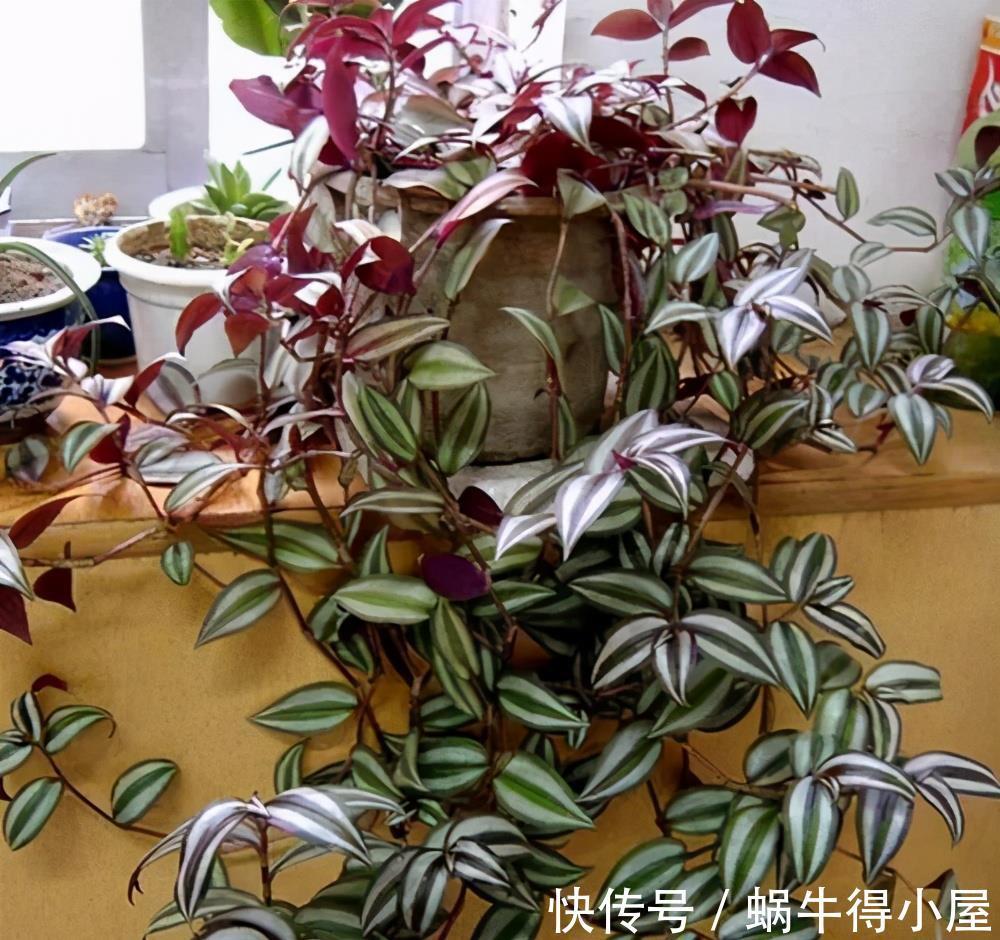 竹梅|比绿萝还好养,一年繁殖20盆,挂阳台上色彩斑斓,却野蛮生长