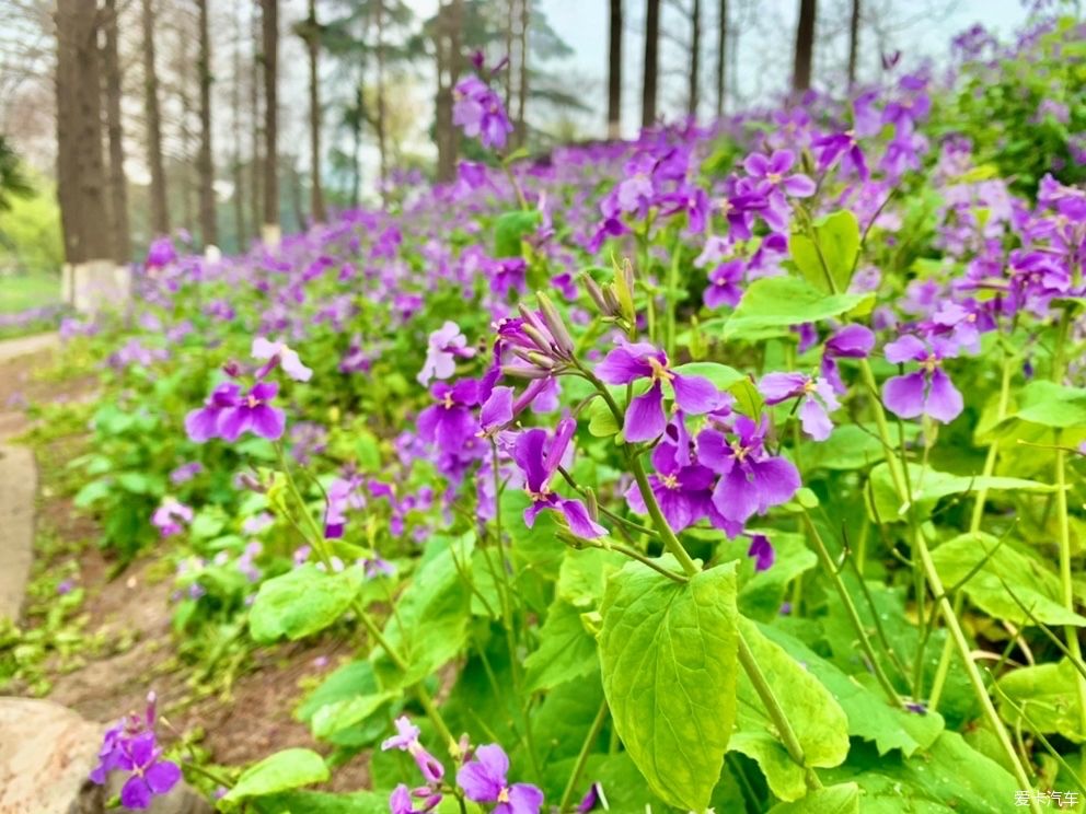 玄武湖|打卡：玄武湖樱花节