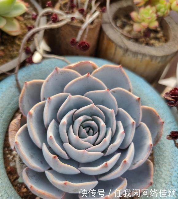 根系|养多肉要谨慎,宁可不浇水,也不能浇多了,小心死翘翘