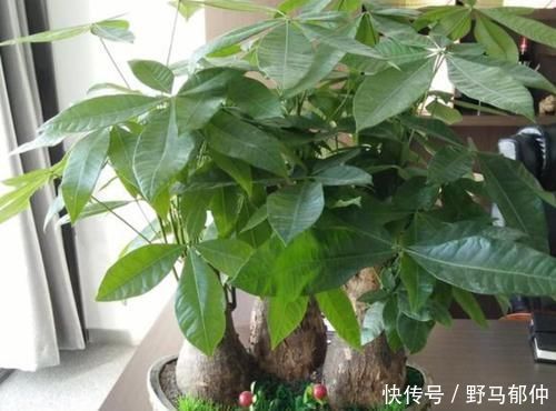 4种花很漂亮,养家里1盆,幸福、财源滚滚,一养就是10年!