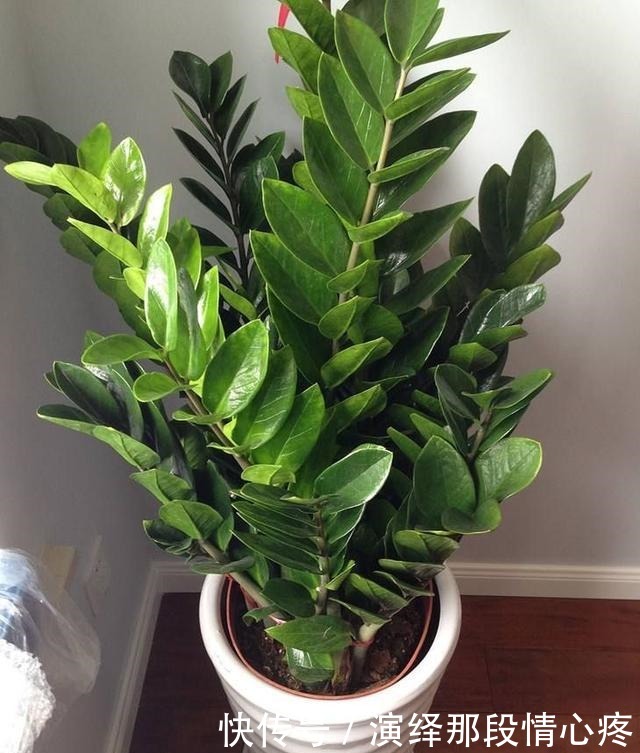 客厅养“3钱4财”,好看又好养,新手反倒看不上!