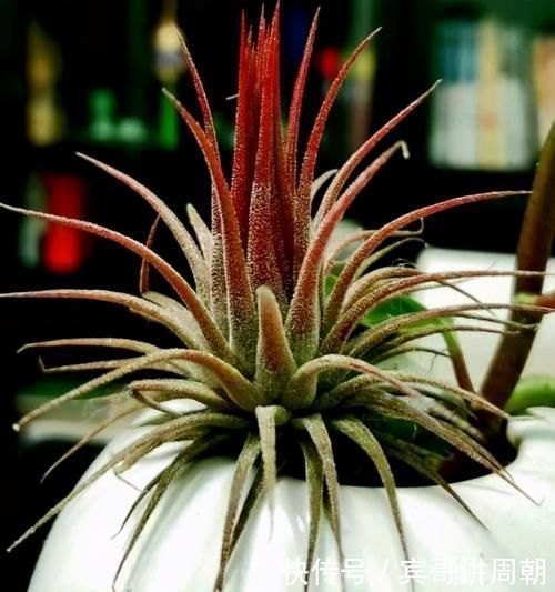 一个月|特别耐旱的5种花,一个月不浇水,照样能生长,呼呼长满盆