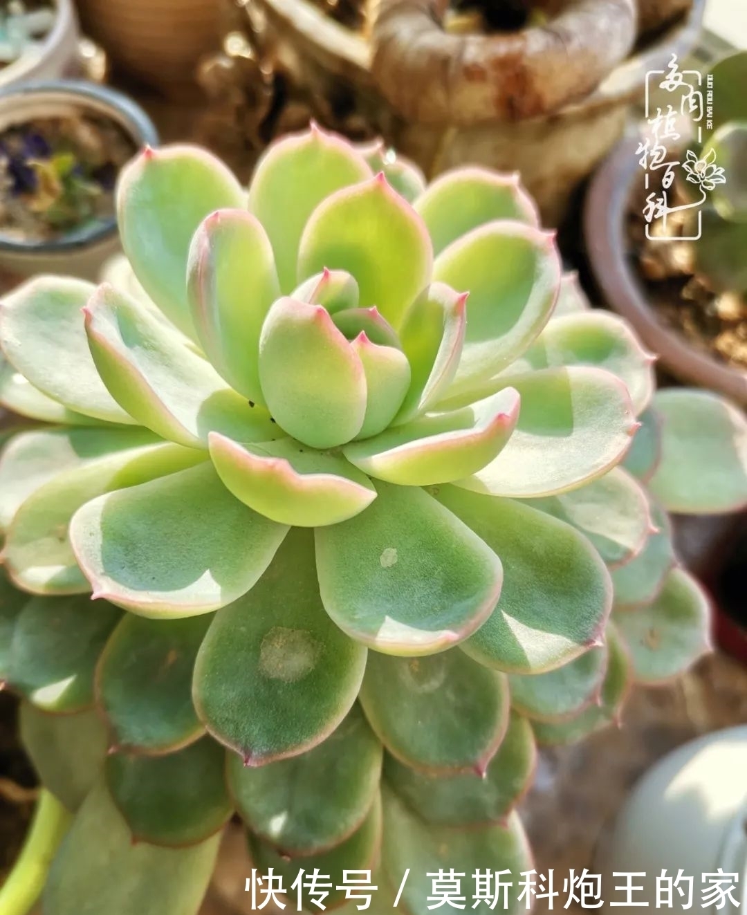 回顾令人难忘的2020年!2021,我定不负美肉不负众望!