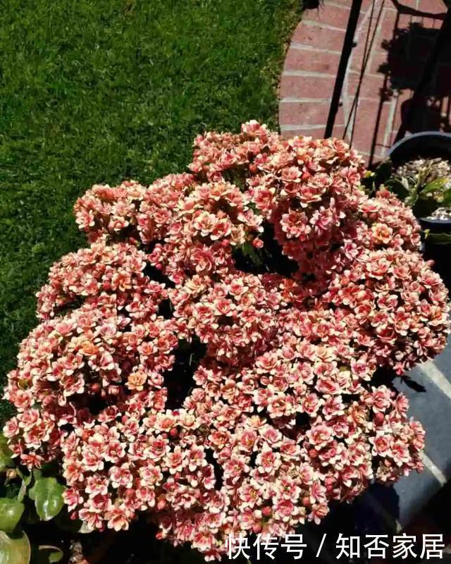 爆盆|养花技巧:折腾不死的25种花,咋养都爆盆,懒人最适合