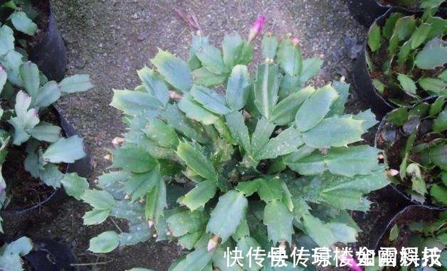 蟹爪兰|蟹爪兰发出这个“信号”,一定不要忽视,是在提醒你