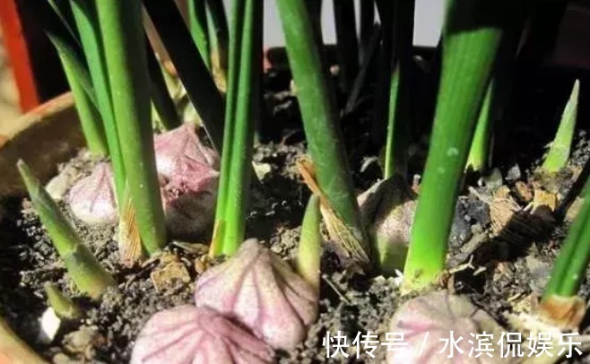 养护|一叶兰没开花,如何养护一叶兰能让它开花,学会几招轻松爆盆