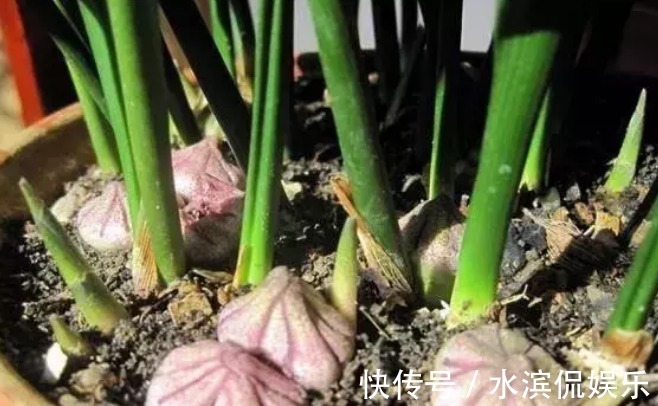 养护|一叶兰没开花，如何养护一叶兰能让它开花，学会几招轻松爆盆