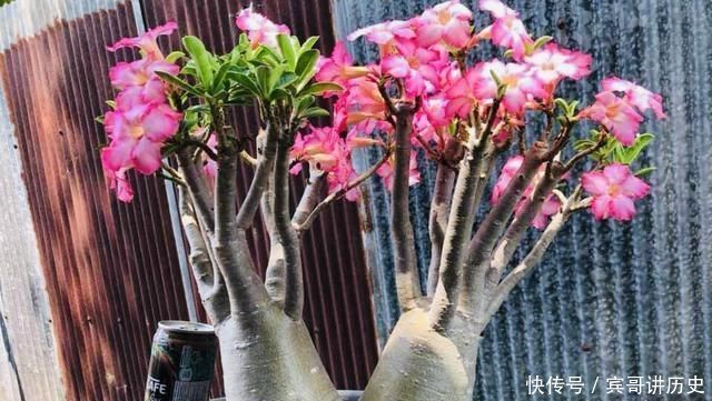 3种花就是“小盆命”,越“挤”长得越健康,不烂根长得旺