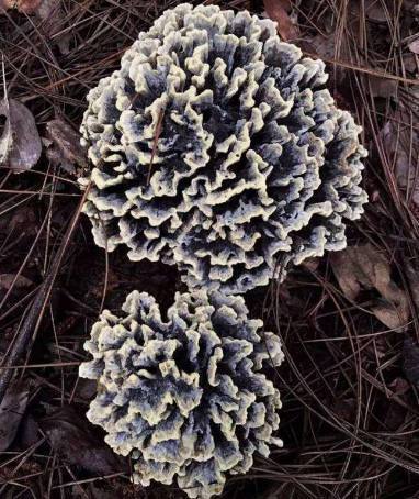 白头草|农村最贵的几种野草，千元一斤，现如今都很少见到！