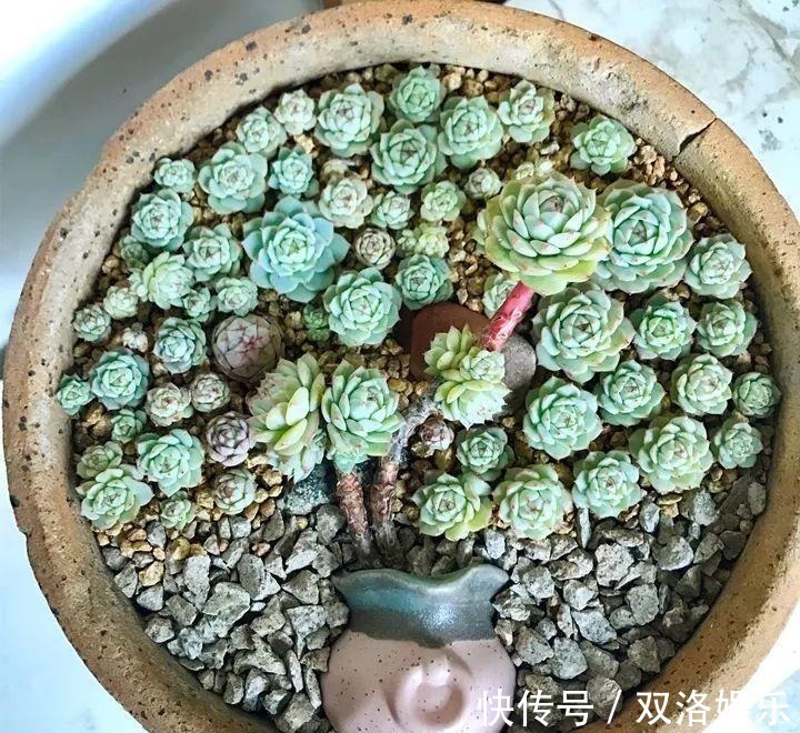 静夜|6种多肉太难养,赶紧留个种,省得每年都要重新买!