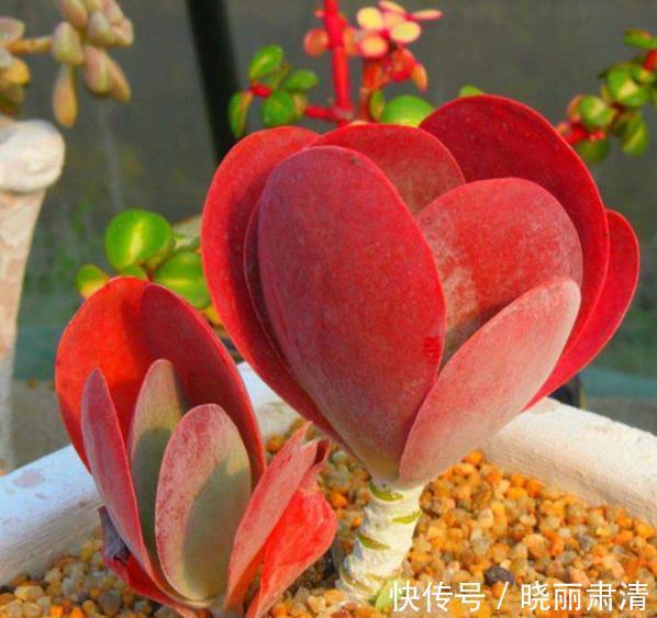 11月养6款多肉,服盆快上色美,养成群生肉墩子,适合新手