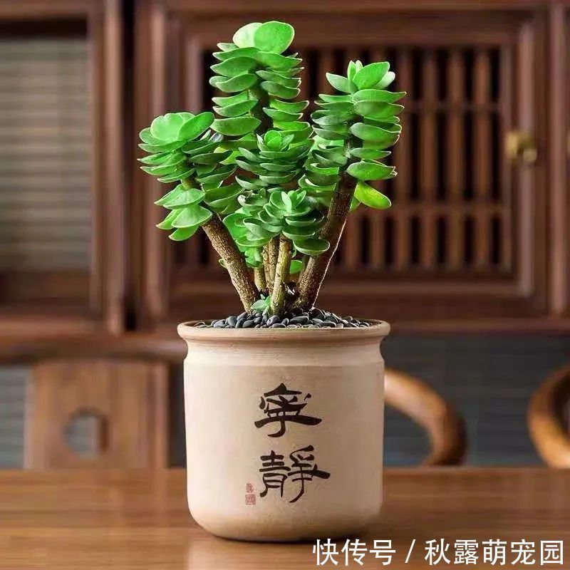 植物|八种命里带“钱”的植物，家里养一盆，招财又旺运，你家养了几种