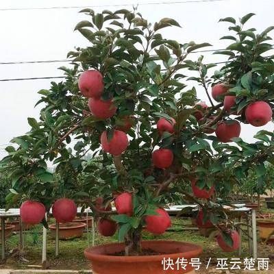 蓝莓|阳台再小，也要养4种果树，植株矮小，结果颇多，还能当盆栽欣赏