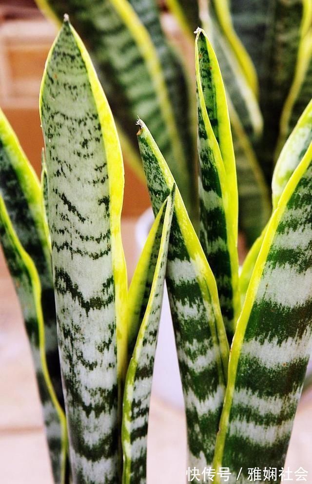 最不耐寒的“三种花”，天冷赶紧搬进屋，小心冻黄又冻伤