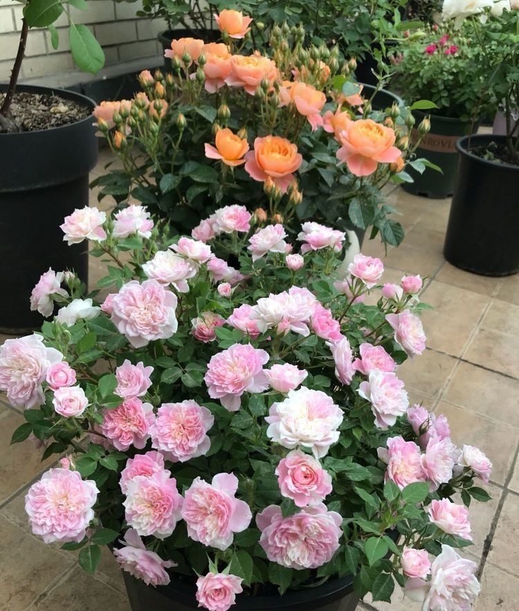 4种“懒人花”,好养又漂亮,开花美长势旺,黄绿交辉,内敛美