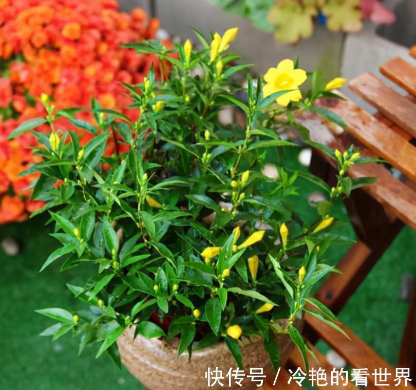 毒花|越美的花越有毒，生活诚不欺我！快来认识七种大毒花，避免受伤害