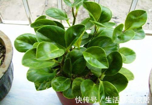 植株|豆瓣绿叶子发黄怎么办，注意4个方面就能有效解决豆瓣绿叶黄问题