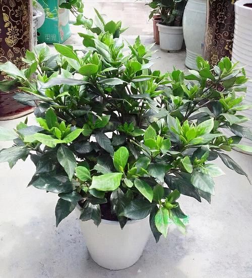 栀子花不开花?不懂它的习性瞎养,买多少也养不好