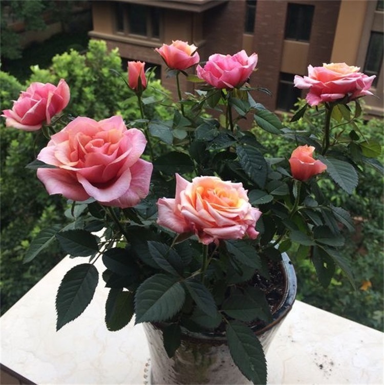 养月季，这件事做不到位，月季就难以长旺，花少、花小