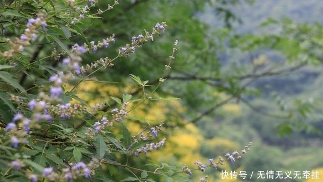 这个5A景区边的优美山地，被誉为河南九寨沟，趁未收门票赶紧去