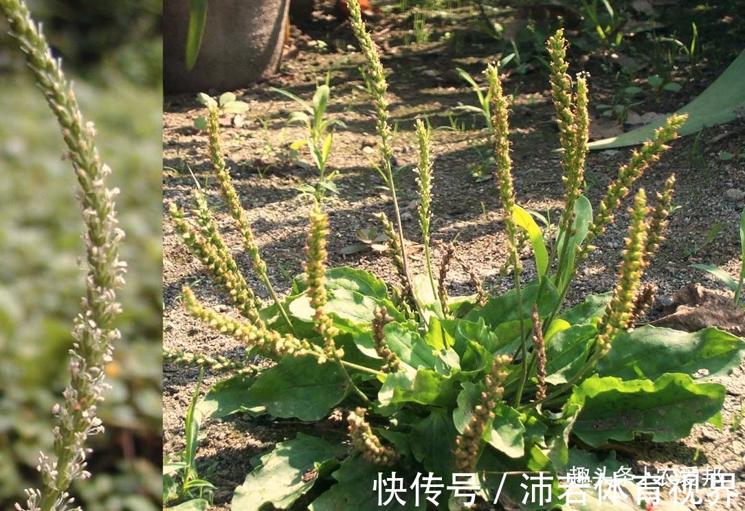 穗状|在生活中一种非常常见的野菜，但是很多人不知道它的价值！