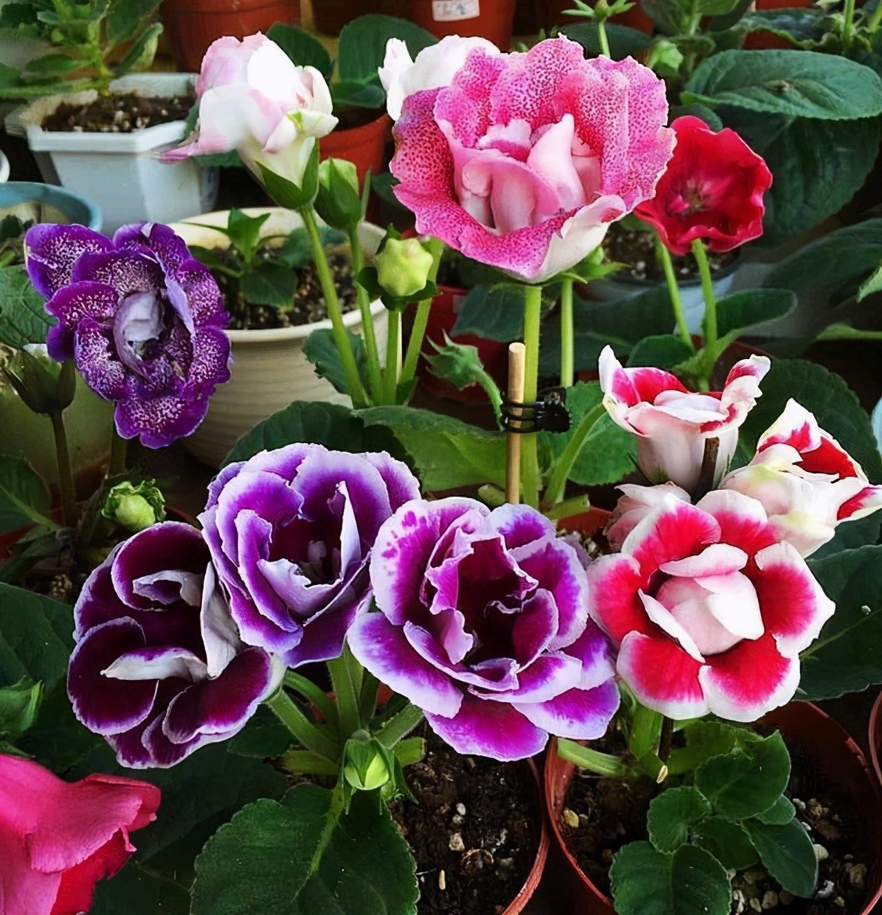 家里采光差,还想养花5种“耐阴花”,不见太阳,也能四季开花