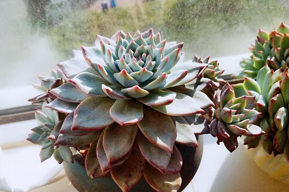 新人居家盆栽多肉,叶子总干巴巴、没精神,该怎么办?