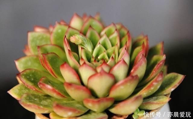 养分|根系好的多肉,平时有这3种表现,及时培养快速长成老桩