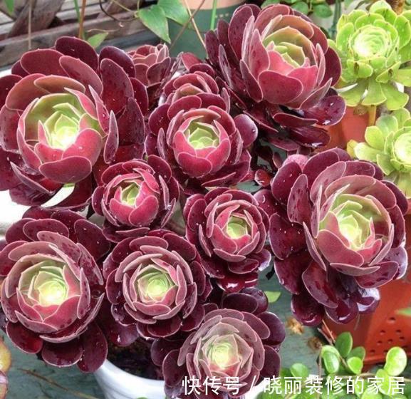 长势|入秋以后,多肉法师要放养,丢失外长势旺,养成群生手捧花