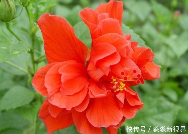 好运|寓意红红火火,好运不断的3种花,喜欢的赶紧养一盆