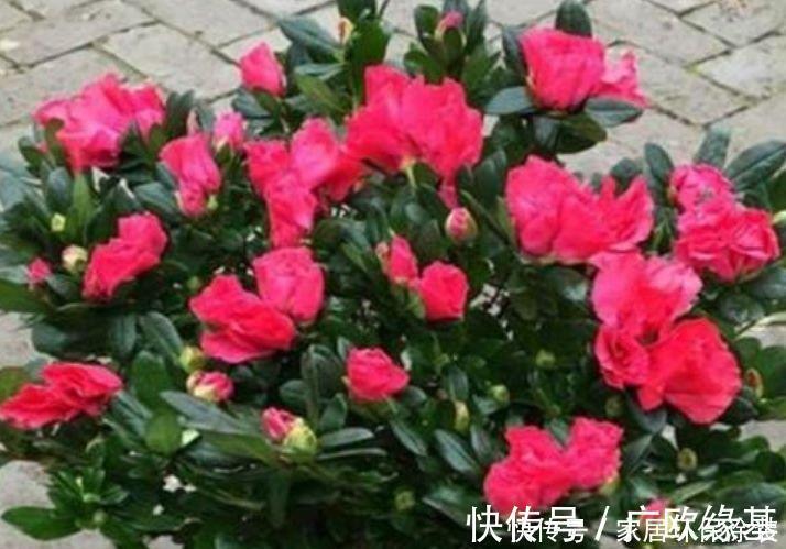 玫瑰|4种花高贵优雅，看了就让人沉醉，年年开花不断，美！