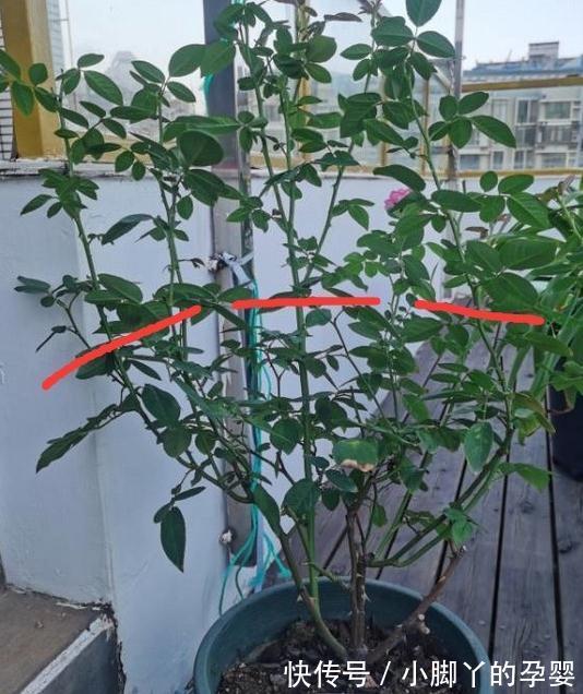 月季笋芽的分叉枝怎么修剪，三种方法，结果全然不同