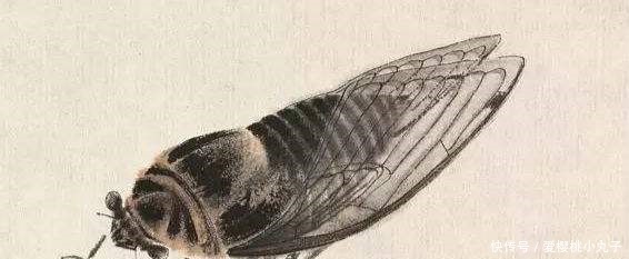 齐白石的《蝉》为何能拍出8亿天价放大40倍再看,细节决定一切!