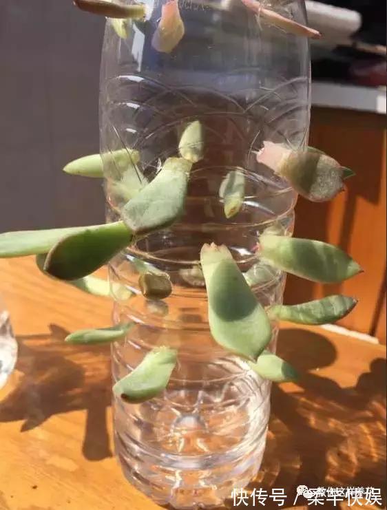 塑料瓶别扔了,用来养花真是神器!可别浪费了!