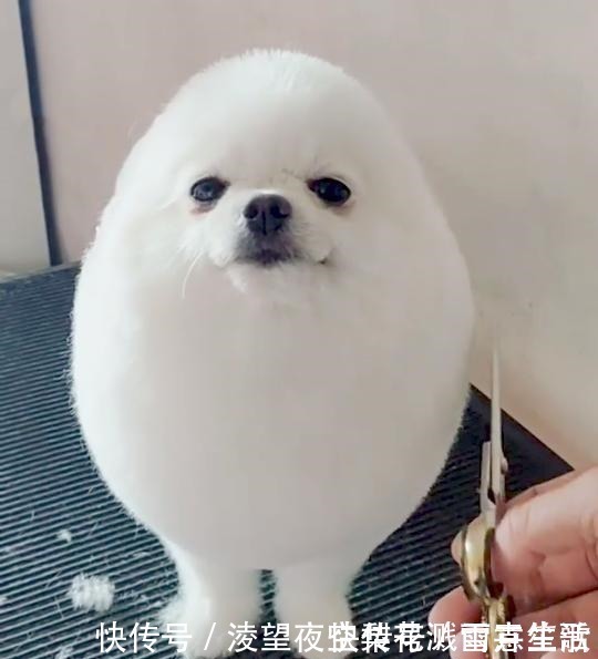 ev小长假不看点沙雕图怎么过!这世上竟有如此沙雕的手办!